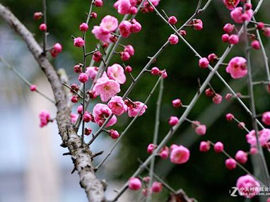 梅花的種植方法和注意事項(xiàng) 梅花的種植方法和注意事項(xiàng)